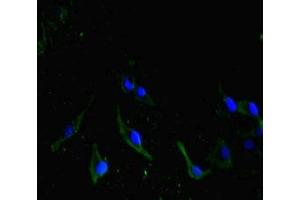 Immunofluorescent analysis of Hela cells using ABIN7162615 at dilution of 1: 100 and Alexa Fluor 488-congugated AffiniPure Goat Anti-Rabbit IgG(H+L) (HRPT2 antibody  (AA 74-346))