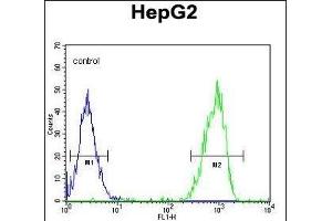 MGAT2 Antibody (C-term) (ABIN389038 and ABIN2839252) flow cytometric analysis of HepG2 cells (right histogram) compared to a negative control cell (left histogram). (MGAT2 antibody  (C-Term))