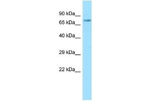 WB Suggested Anti-NLN Antibody Titration: 1. (NLN antibody  (N-Term))