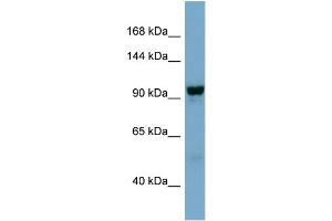 WB Suggested Anti-NDST4  Antibody Titration: 0. (NDST4 antibody  (Middle Region))