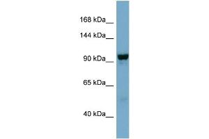 WB Suggested Anti-NDST4  Antibody Titration: 0. (NDST4 antibody  (Middle Region))