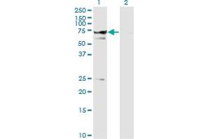 Western Blotting (WB) image for anti-Syntaxin Binding Protein 1 (STXBP1) (AA 74-168) antibody (ABIN563062)