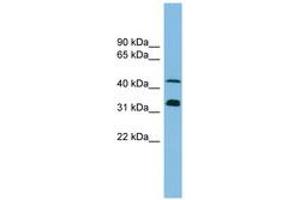 Image no. 1 for anti-Golgi Reassembly Stacking Protein 1, 65kDa (GORASP1) (AA 35-84) antibody (ABIN6745200) (GORASP1 antibody  (AA 35-84))