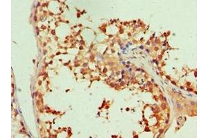 Immunohistochemistry of paraffin-embedded human testis tissue using ABIN7156485 at dilution of 1:100
