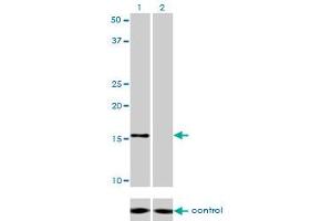 Western blot analysis of NDUFB7 over-expressed 293 cell line, cotransfected with NDUFB7 Validated Chimera RNAi (Lane 2) or non-transfected control (Lane 1).