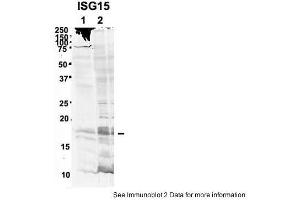 Sample Type: 1. (ISG15 antibody  (Middle Region))