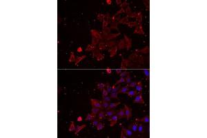 Immunofluorescence analysis of NIH/3T3 cells using MSRA Rabbit pAb (ABIN6128249, ABIN6144086, ABIN6144088 and ABIN6222015) at dilution of 1:350 (40x lens). (MSRA antibody  (AA 24-235))