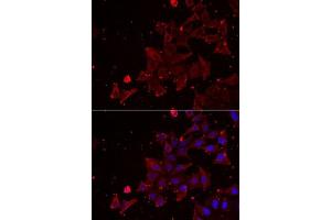Immunofluorescence analysis of NIH/3T3 cells using MSRA Rabbit pAb (ABIN6128249, ABIN6144086, ABIN6144088 and ABIN6222015) at dilution of 1:350 (40x lens). (MSRA antibody  (AA 24-235))