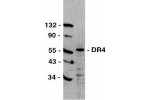 Western blot analysis of DR4 in HeLa total cell lysate with AP30299PU-N DR4 antibody at 1/500 dilution.