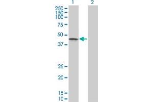 CSNK1G1 antibody  (AA 293-393)