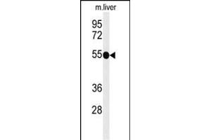 Western blot analysis of TNFRSF8- (ABIN651104 and ABIN2840072) in mouse liver tissue lysates (35 μg/lane). (TNFRSF8 antibody  (AA 458-487))