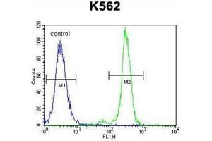 Flow cytometric analysis of K562 cells using Carboxypeptidase A3 Antibody  (right histogram) compared to a negative control cell (left histogram). (CPA3 antibody  (Middle Region))