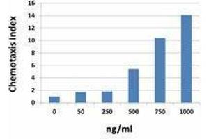 ELISA image for Chemokine (C-X-C Motif) Ligand 10 (CXCL10) (AA 22-98) (Active) protein (ABIN2666632) (CXCL10 Protein (AA 22-98))