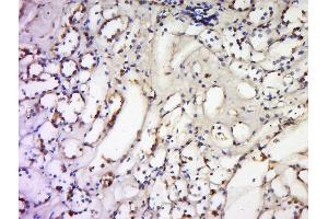 Formalin-fixed and paraffin embedded human kidney labeled with Anti-TNFSF18 Polyclonal Antibody, Unconjugated  at 1:300 followed by conjugation to the secondary antibody and DAB staining. (TNFSF18 antibody  (AA 101-199))