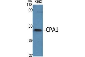 Western Blot (WB) analysis of specific cells using CPA1 Polyclonal Antibody. (CPA1 antibody  (Internal Region))