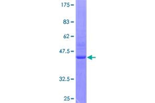 RHOH Protein (AA 1-191) (GST tag)