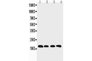 Anti-Cyclophilin B antibody, Western blotting Lane 1: Rat Ovary Tissue Lysate Lane 2: HELA Cell Lysate Lane 3: 293T Cell Lysate Lane 4: A431 Cell Lysate