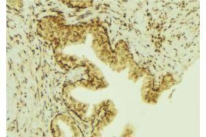 ABIN6277010 at 1/100 staining Mouse colon tissue by IHC-P. (PTP4A3 antibody  (C-Term))