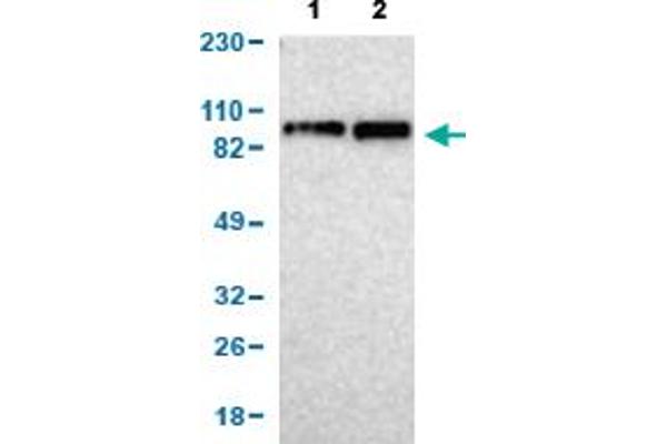 KIF2A Antikörper  (AA 35-144)