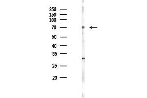 anti-DEAD (Asp-Glu-Ala-Asp) Box Polypeptide 51 (DDX51) (C-Term) antibody