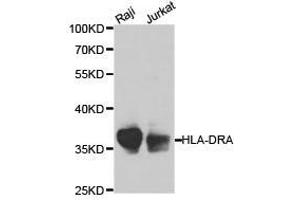 Western Blotting (WB) image for anti-HLA Class II DR alpha (HLA-DRA) antibody (ABIN1873030) (HLA-DRA antibody)