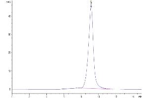 The purity of Cynomolgus LILRB2 is greater than 95 % as determined by SEC-HPLC. (LILRB2 Protein (AA 24-457) (His tag))