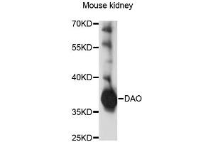 Western blot analysis of extracts of mouse kidney, using DAO antibody (ABIN1876497) at 1:1000 dilution.