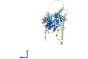 AlphaFold protein structure predicition of Mouse Recombinant Frmd3 Protein, UniprotID Q8BHD4