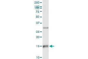 Immunoprecipitation of CCL21 transfected lysate using anti-CCL21 MaxPab rabbit polyclonal antibody and Protein A Magnetic Bead , and immunoblotted with CCL21 MaxPab mouse polyclonal antibody (B01) . (CCL21 antibody  (AA 1-134))