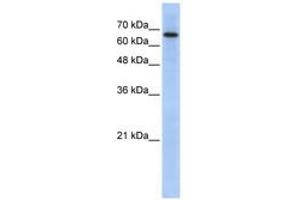 Image no. 1 for anti-rho GTPase Activating Protein 28 (ARHGAP28) (AA 71-120) antibody (ABIN6741249) (ARHGAP28 antibody  (AA 71-120))