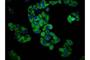Immunofluorescence staining of Hela cells with ABIN7164473 at 1:100, counter-stained with DAPI. (GPR174 antibody  (AA 291-333))