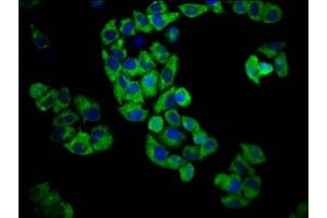 Immunofluorescence staining of Hela cells with ABIN7164473 at 1:100, counter-stained with DAPI. (GPR174 antibody  (AA 291-333))