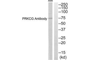 Western blot analysis of extracts from A549 cells, using PRKCG antibody. (PKC gamma antibody  (Internal Region))