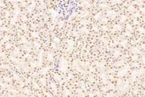Immunohistochemistry (Paraffin-embedded Sections) (IHC (p)) image for anti-Exportin 7 (XPO7) antibody (ABIN7073901)