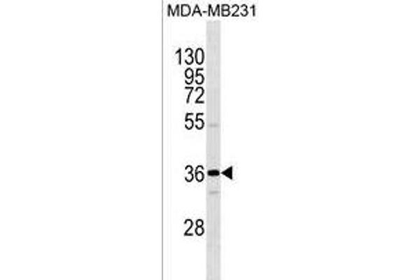 OR1I1 antibody  (N-Term)
