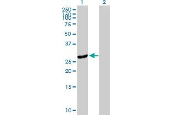 DNAJC27 antibody  (AA 1-273)