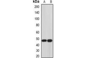 Western blot analysis of Hemojuvelin expression in Hela (A), PC3 (B) whole cell lysates.