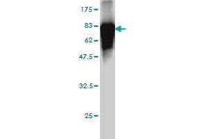 Western Blot detection against Immunogen (74. (ITFG2 antibody  (AA 1-447))