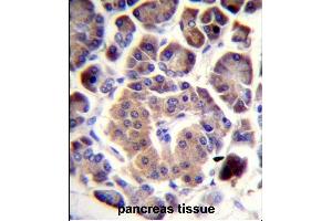 TRIM36 Antibody (Center) (ABIN657728 and ABIN2846713) immunohistochemistry analysis in formalin fixed and paraffin embedded human pancreas tissue followed by peroxidase conjugation of the secondary antibody and DAB staining.