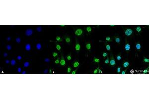 Immunocytochemistry/Immunofluorescence analysis using Mouse Anti-Trap1 Monoclonal Antibody, Clone 3H4-2H6 . (TRAP1 antibody  (Atto 594))