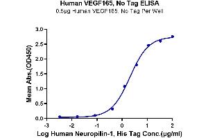 Immobilized Human VEGF165, No Tag at 5 μg/mL (100 μL/well) on the plate. (VEGF 165 Protein)