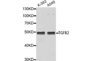 Western blot analysis of extracts of various cell lines, using TGFB2 antibody. (TGFB2 antibody  (AA 20-160))
