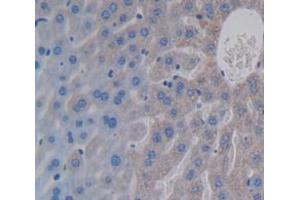 IHC-P analysis of Mouse Tissue, with DAB staining. (EPO antibody  (AA 82-192))