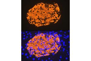 Immunofluorescence (IF) image for anti-Insulin (INS) antibody (ABIN7267886)