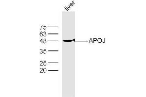 Mouse liver lysates probed with Rabbit Anti-Apolipoprotein J Polyclonal Antibody, Unconjugated  at 1:500 for 90 min at 37˚C. (Clusterin antibody  (AA 331-449))