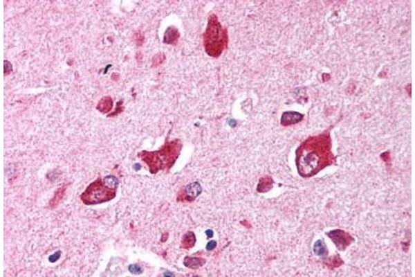 TRIM35 antibody  (AA 145-194)