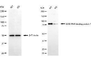 Western blotting analysis using EWS RNA binding protein 1 antibody (ABIN7798536). (Recombinant EWSR1 antibody)