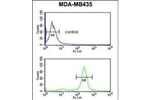 PRK Antibody (ABIN652306 and ABIN2841396) flow cytometric analysis of MDA-M cells (bottom histogram) compared to a negative control cell (top histogram). (PRKAA1 antibody)
