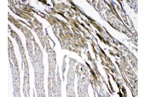 IHC analysis of Connexin 45/GJA7 using anti- Connexin 45/GJA7 antibody . (GJC1 antibody  (N-Term))