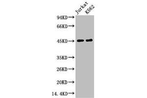 Western blot analysis of 1) Jurkat, 2) K562, diluted at 1:2000. (FCGR3A antibody)